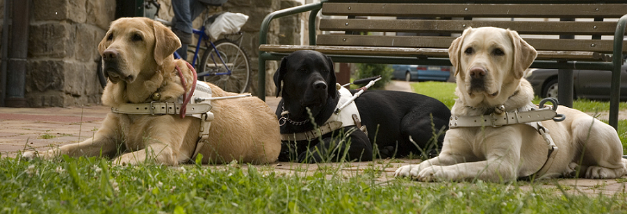 Hana Jasenovcová - znalec odvětví veterinářství, specializace výcvik psů pro osoby se zdravotním postižením